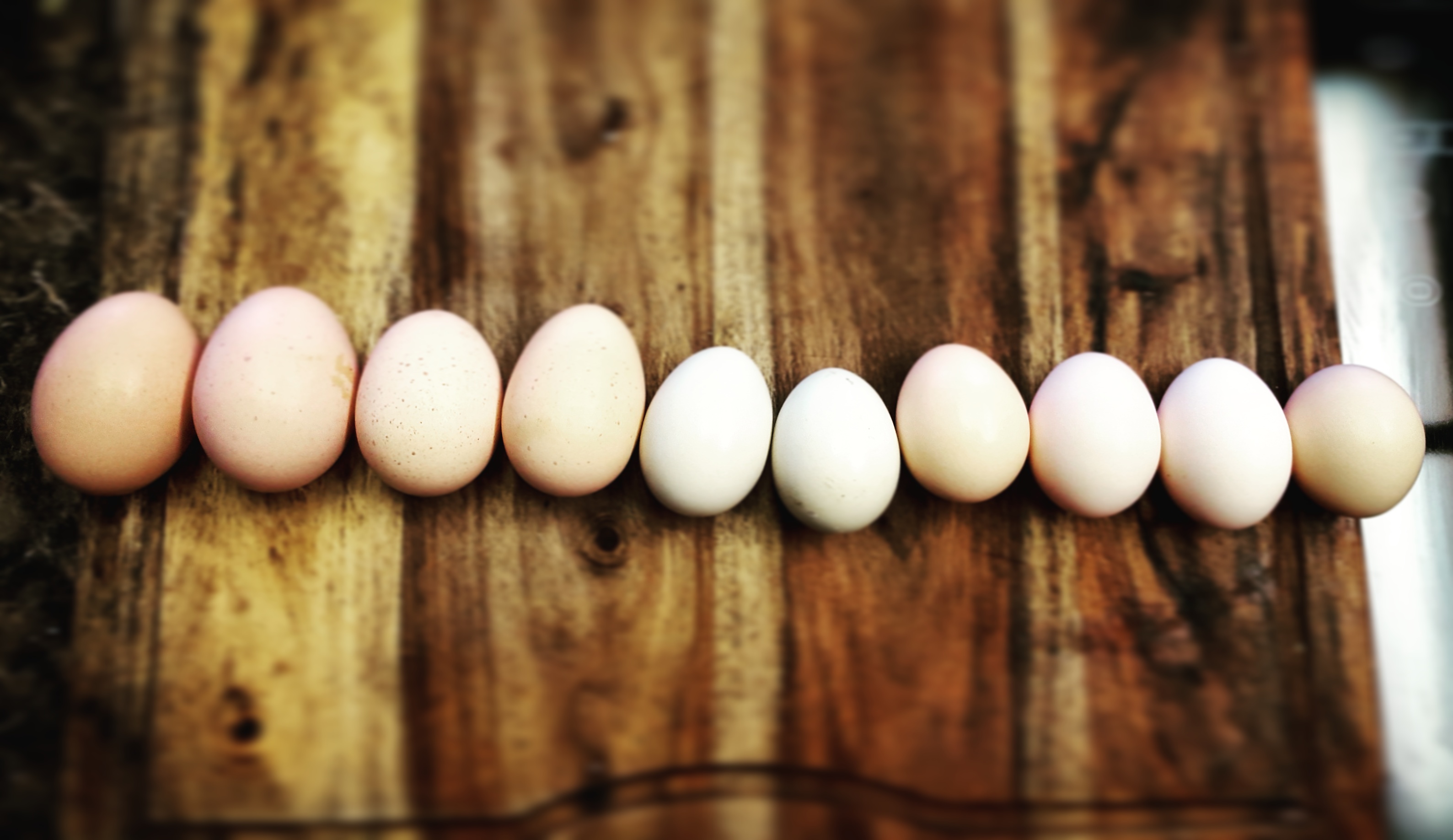 A Great Day for Eggs