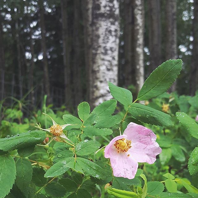 Go Wild , For a While