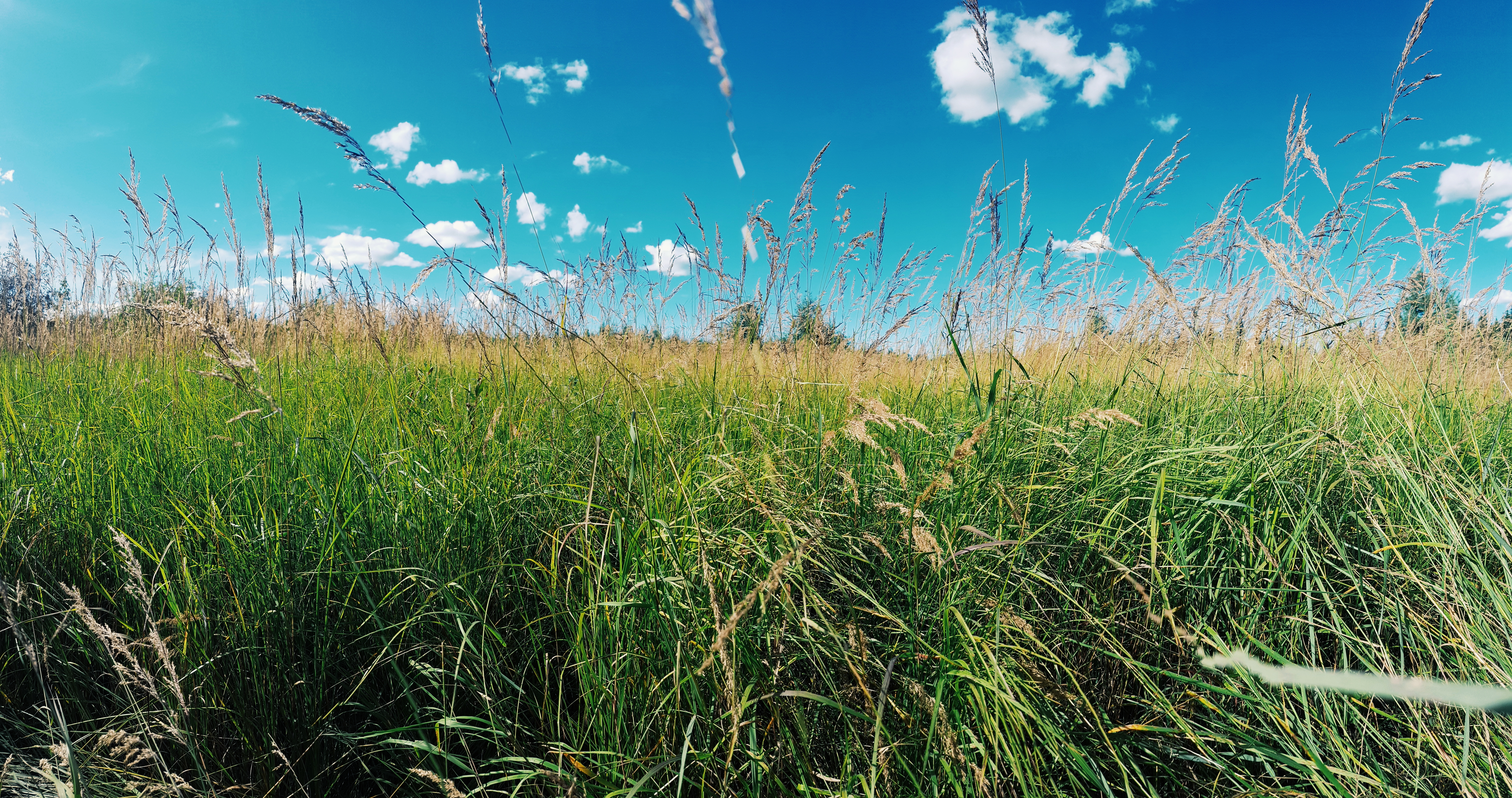 The Sunday of Summer