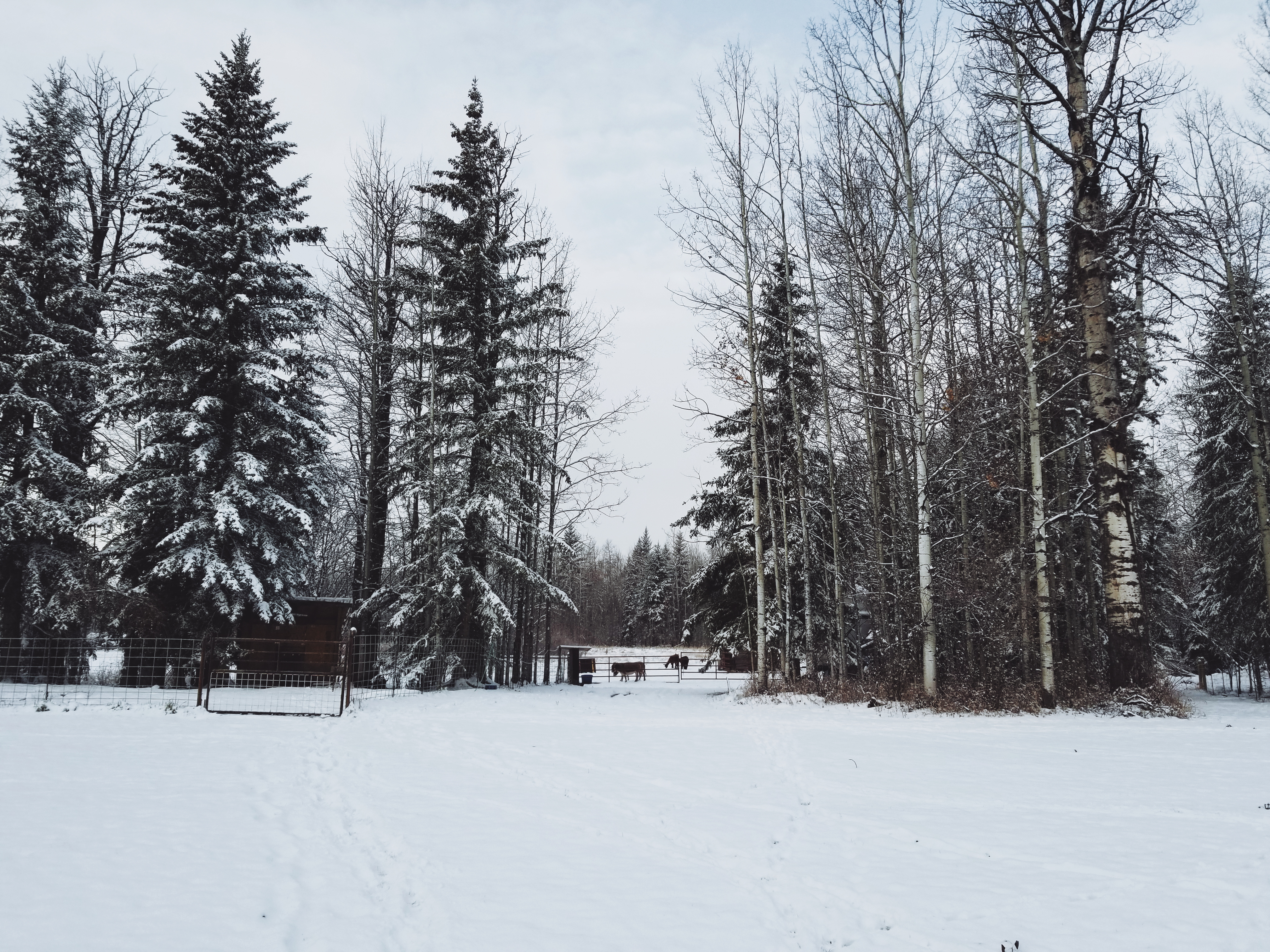 Baby, It’s Cold on the Farm