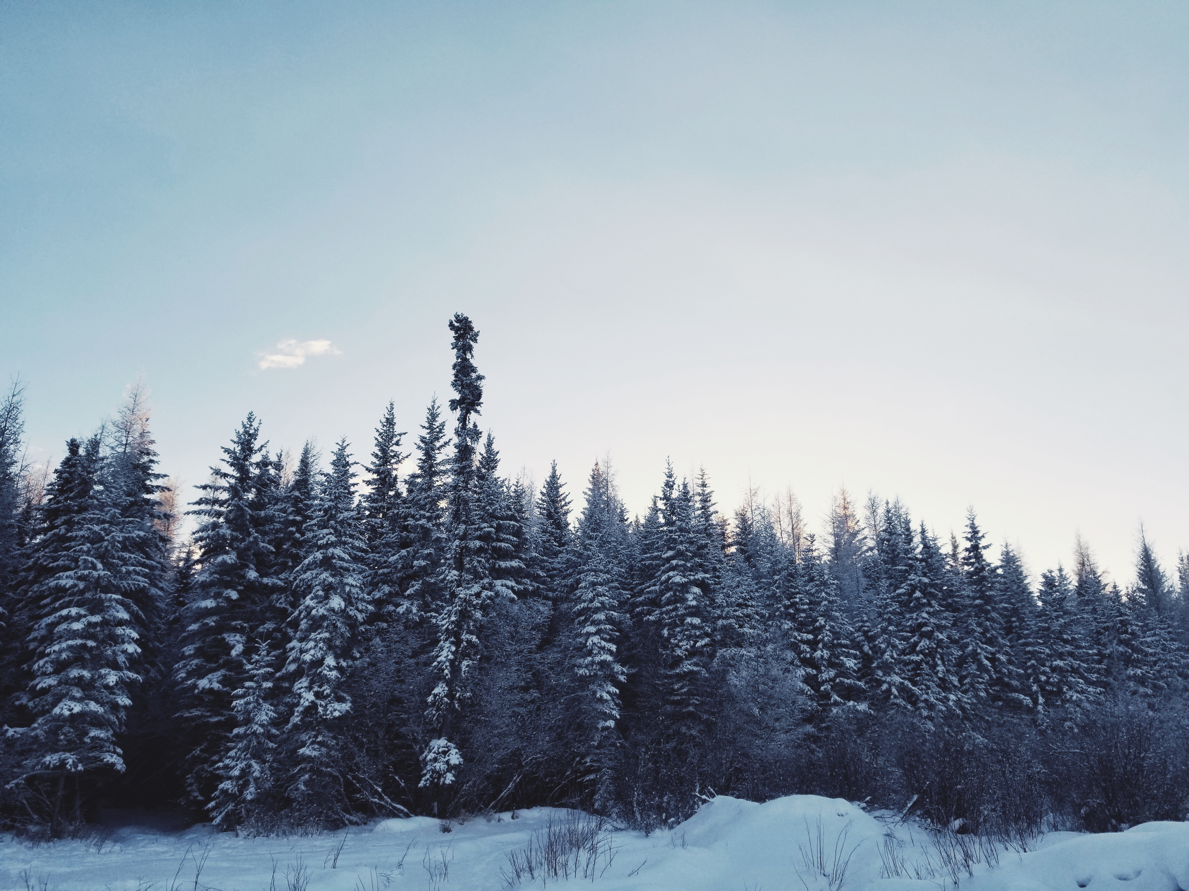 In the Dead of Winter