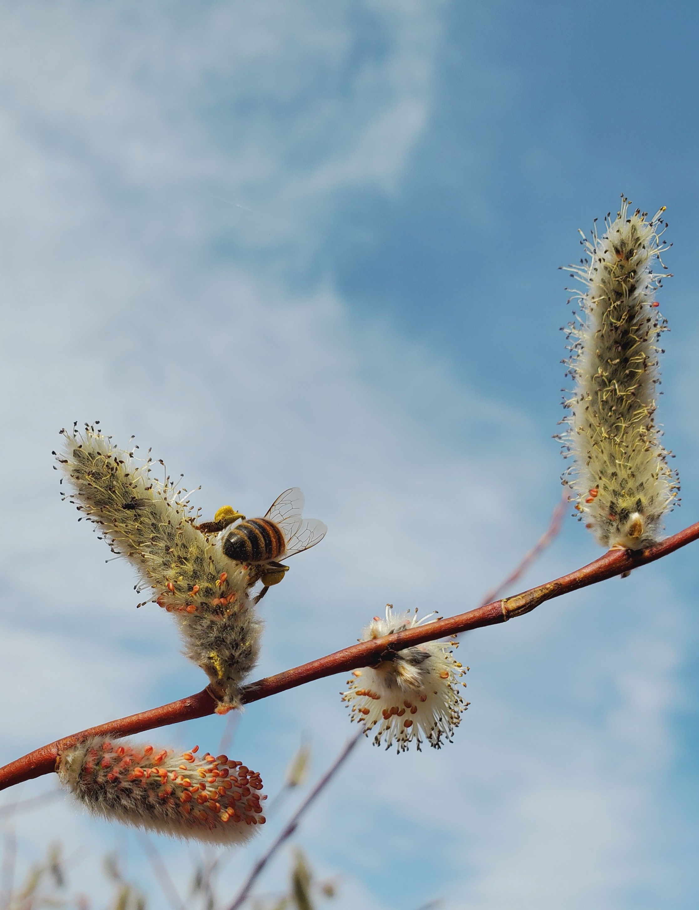 Spring Hustle and Bustle