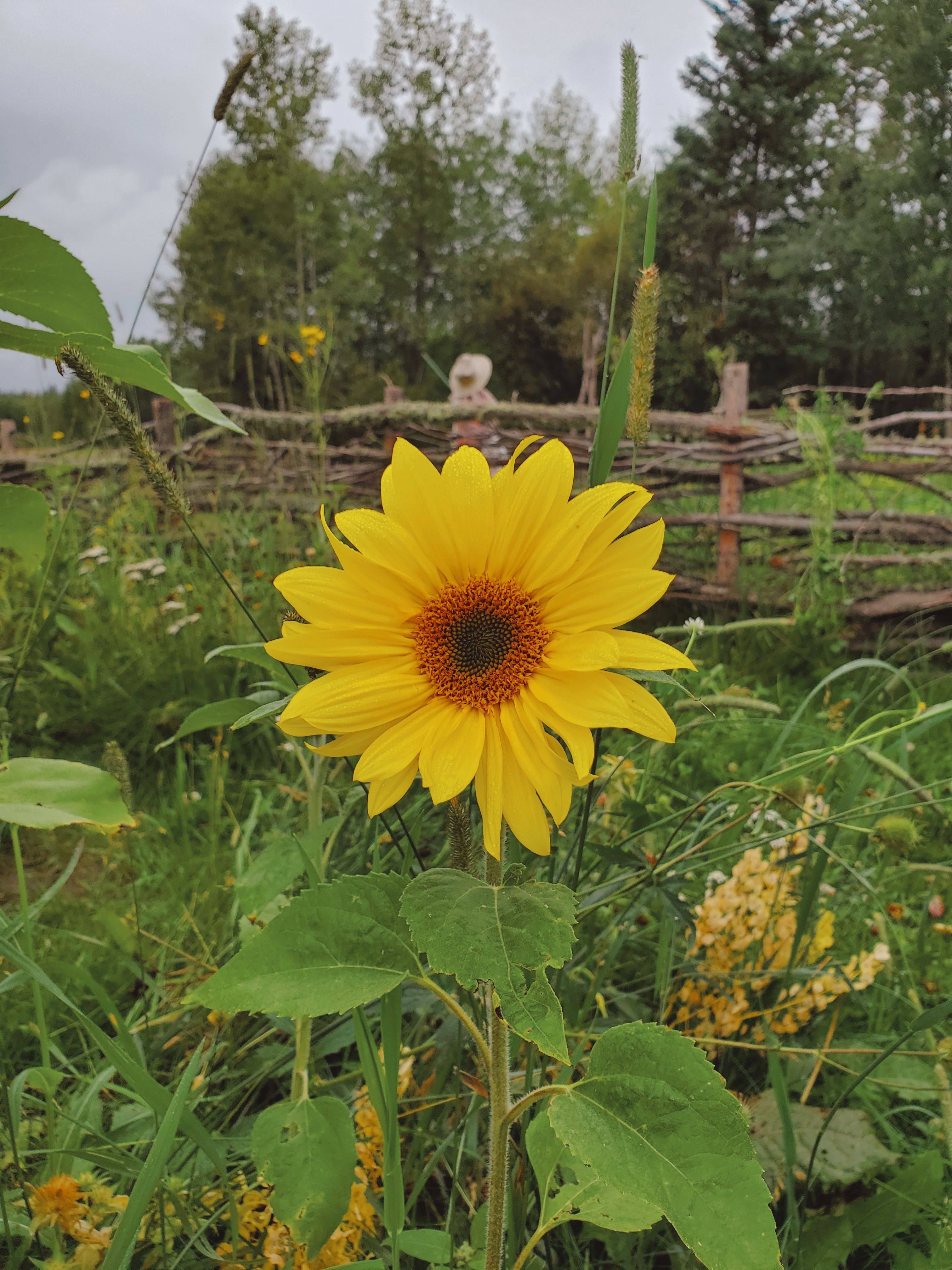 The Last Days of Summer