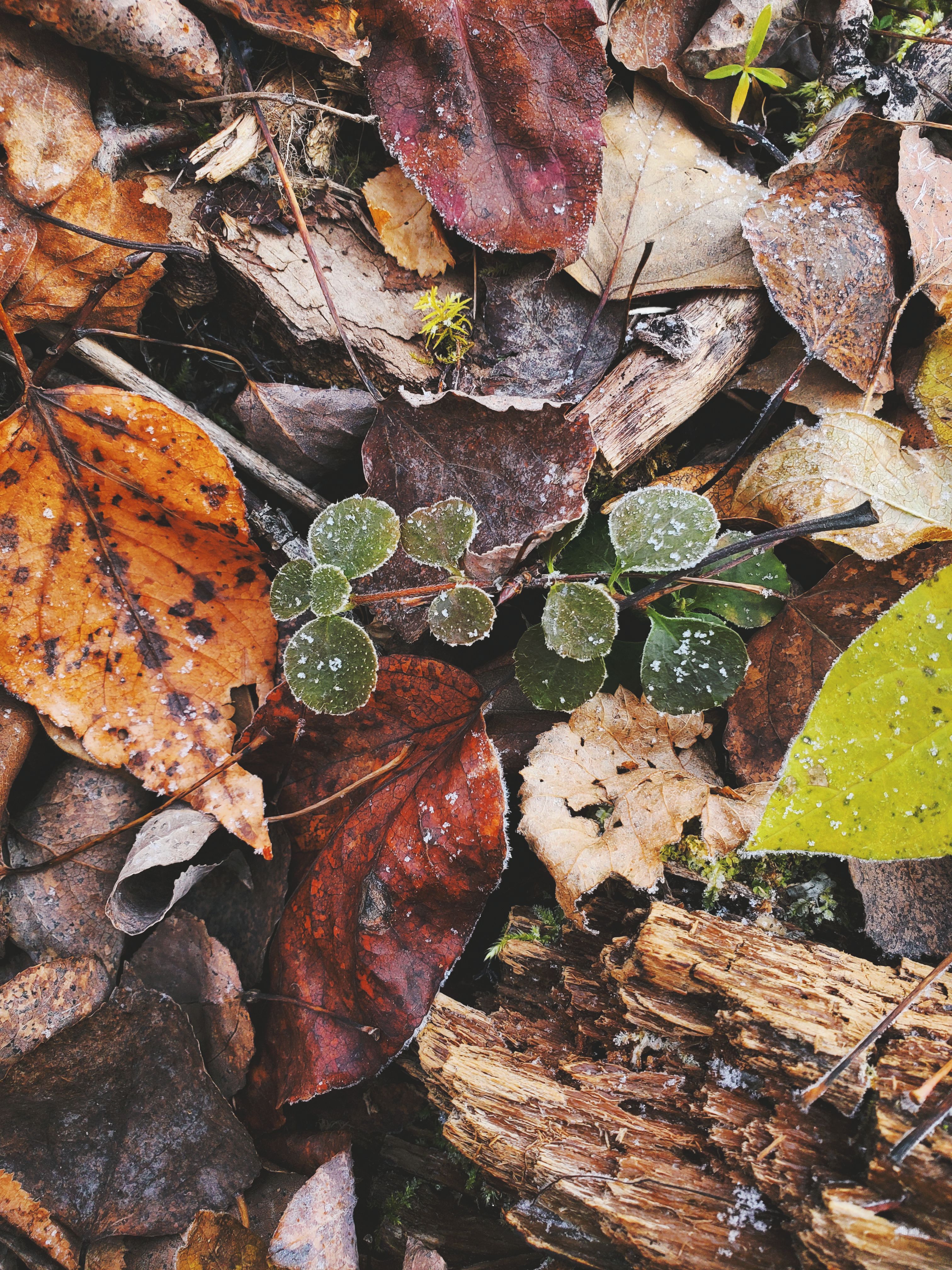 Frosty Mornings and Farm Friends
