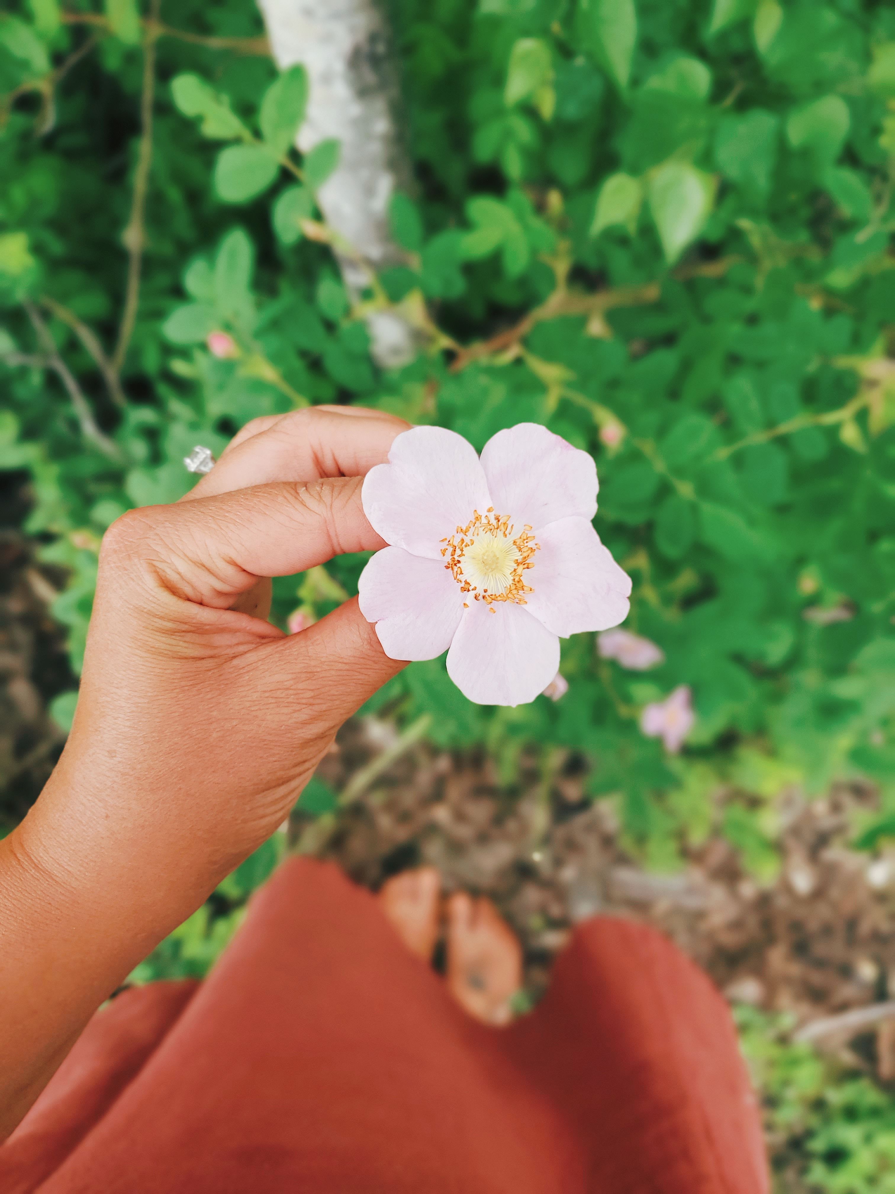 Rose Water : A How To & Why You Need it in Your Life