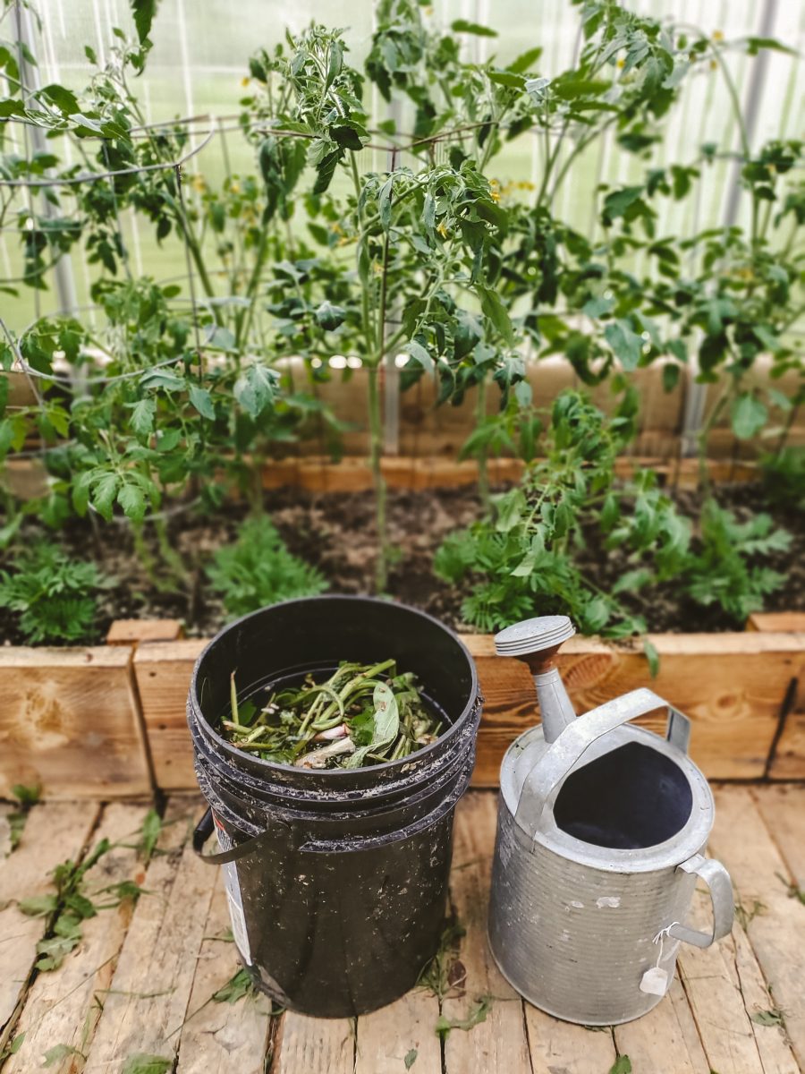 Sun Tea for the Garden : A How to on Comfrey Tea Fertilizer